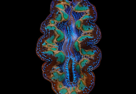 Tridacna Crocea (Ultra) 6Cm Ml