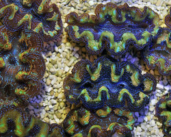 Tridacna Crocea 5Cm M