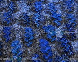 Tridacna Maxima (Blue) (6Cm) Ml