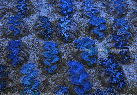 Tridacna Maxima (Blue) (6Cm) Ml