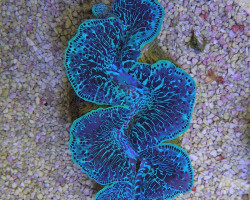 Tridacna Maxima (Green) 10Cm