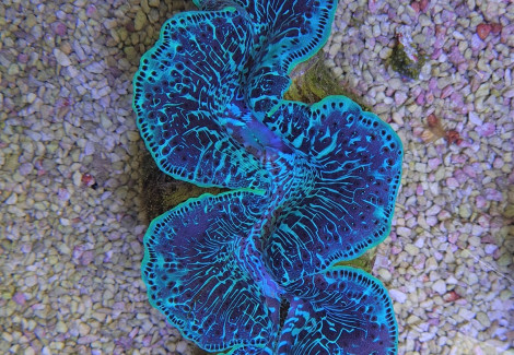 Tridacna Maxima (Green) 10Cm