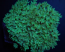 Tubipora Musica (Yellow-Green) (Frag) M