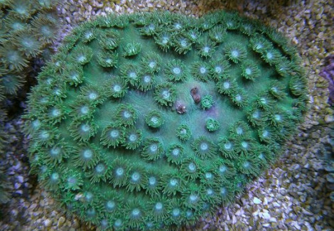 Turbinaria Peltata (Green) M