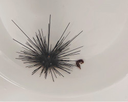 Urchin + Diademichthys M