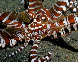 Wunderpus Photogenicus M