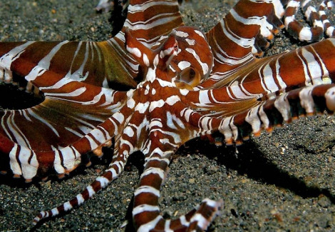 Wunderpus Photogenicus M