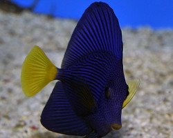 Zebrasoma Xanthurum S