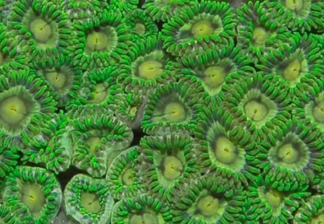 Zoanthus Sp. (Green) S