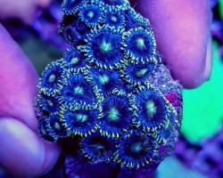 Zoanthus Spp. (Blue) Xs