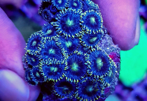 Zoanthus Spp. (Blue) Xs