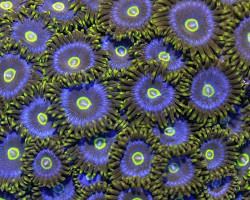 Zoanthus Spp. (Blue/Yellow) L