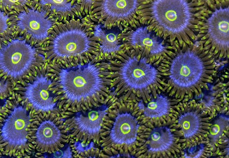 Zoanthus Spp. (Blue/Yellow) L