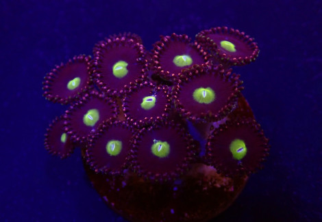 Zoanthus Spp. (Grade A) (Frag) M