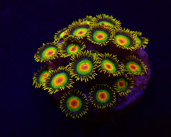 Zoanthus Spp. (Rasta) (Frag) M