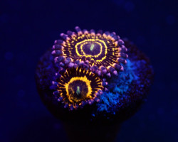 Zoanthus Spp. (Stratosphere) (2 Polyps) S