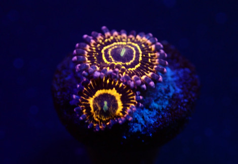 Zoanthus Spp. (Stratosphere) (2 Polyps) S