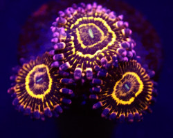 Zoanthus Spp. (Stratosphere) (3 Polyps) M