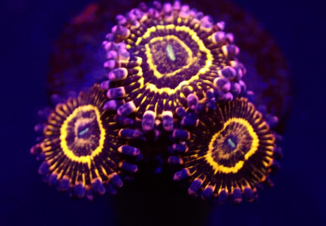 Zoanthus Spp. (Stratosphere) (3 Polyps) M