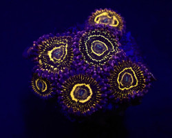 Zoanthus Spp. (Stratosphere) (6 Polyps) Xl