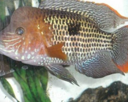 Aequidens Rivulatus Goldsaum3,5-4,5""