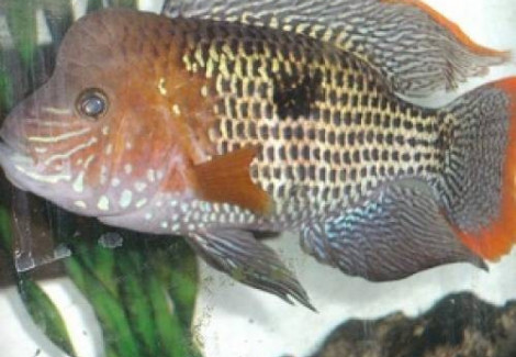 Aequidens Rivulatus Goldsaum3,5-4,5""