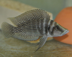 Altolamprologus Calvus 3,5Cm