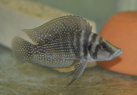 Altolamprologus Calvus 3,5Cm