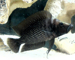 Altolamprologus Calvus Black 3,5Cm