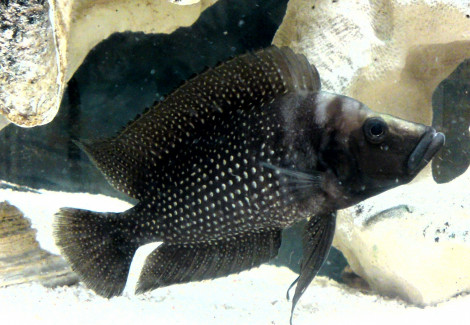 Altolamprologus Calvus Black 3,5Cm