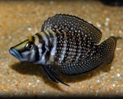 Altolamprologus Calvus Black 4