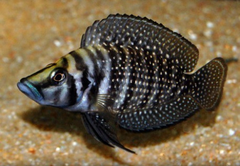 Altolamprologus Calvus Black 4