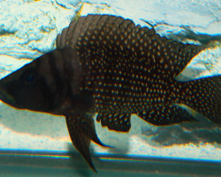 Altolamprologus Calvus Black Fin 3,5Cm