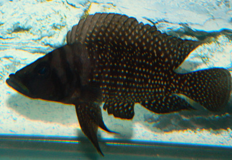 Altolamprologus Calvus Black Fin 3,5Cm