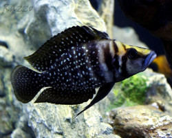 Altolamprologus Calvus Black Pearl 3Cm