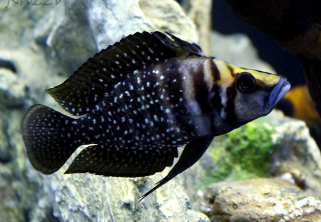 Altolamprologus Calvus Black Pearl 3Cm