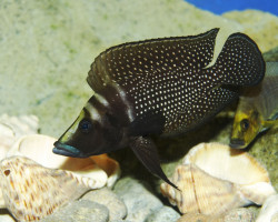 Altolamprologus Calvus Black Pectorale 4-5