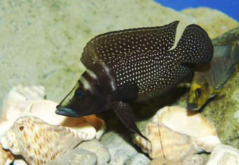 Altolamprologus Calvus Black Pectorale 4-5