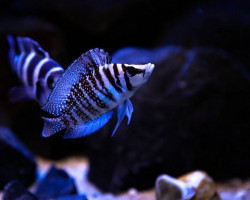 Altolamprologus Calvus White "Chaitika" 3