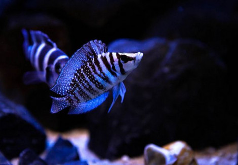 Altolamprologus Calvus White "Chaitika" 3