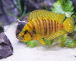 Altolamprologus Calvus Yellow 3