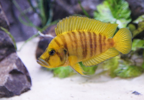 Altolamprologus Calvus Yellow 3