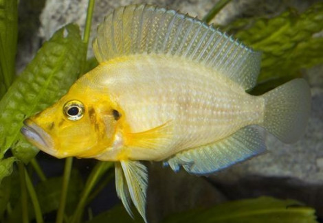 Altolamprologus Compressiceps Gold 2,5-3