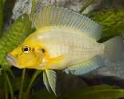 Altolamprologus Compressiceps Gold 3-4Cm