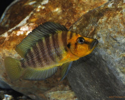 Altolamprologus Compressiceps Gold 4-5