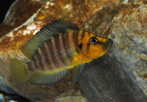 Altolamprologus Compressiceps Gold 4-5