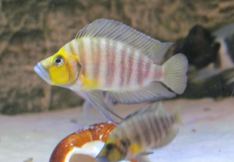 Altolamprologus Compressiceps Gold Head 3 - 3,5Cm