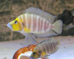 Altolamprologus Compressiceps Gold Head 5-7