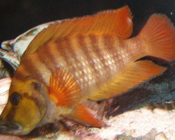 Altolamprologus Compressiceps Gombe 3-3,5Cm