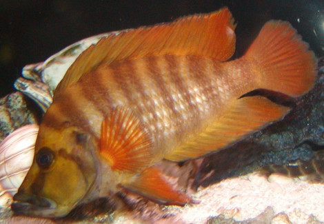 Altolamprologus Compressiceps Gombe 3-3,5Cm